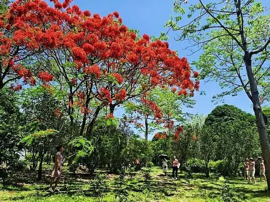 Specimen Royal Poinciana
