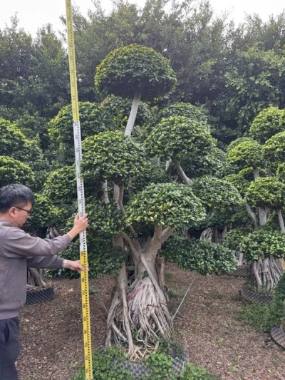 Ficus Microcarpa Liners