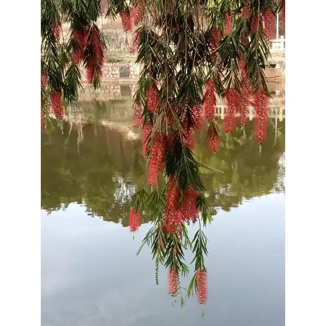 Улична дрвећа која плачу